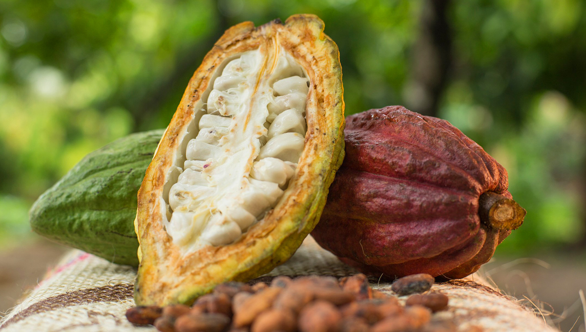 Non-marijuana cannabinoids: cacao Non-marijuana cannabinoids: cacao