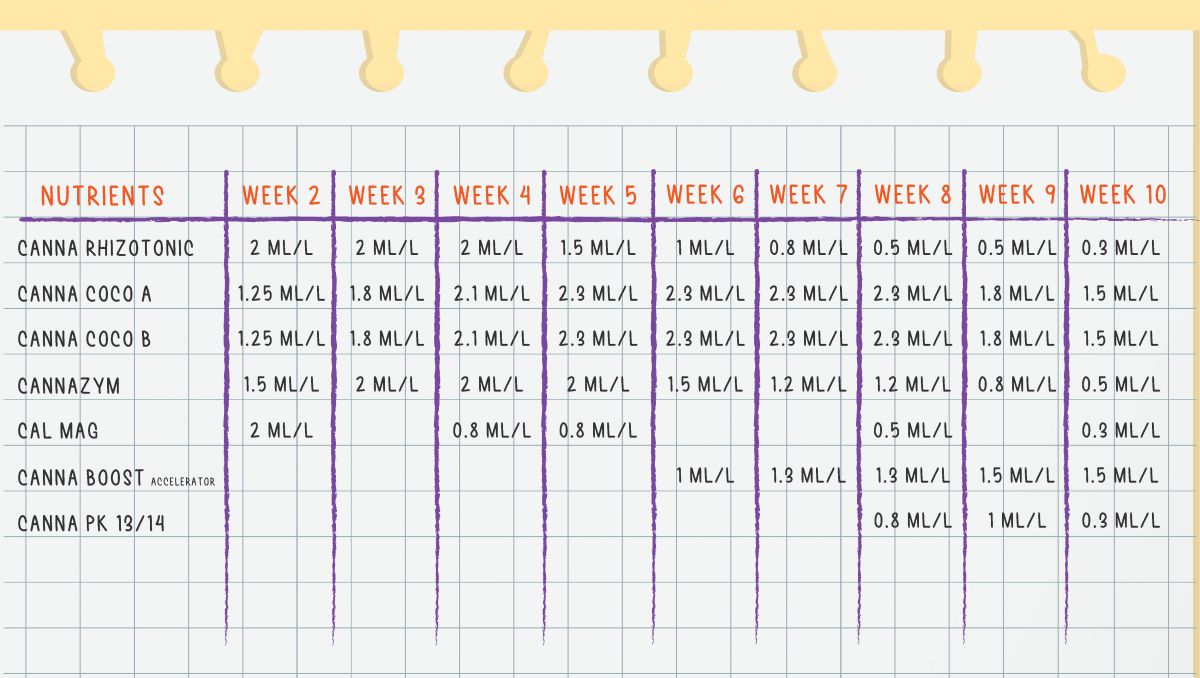 Orange Sherbet Auto Cannabis Strain Week-by-Week Guide: CANNA nutrients feeding schedule Orange Sherbet Auto Cannabis Strain Week-by-Week Guide: CANNA nutrients feeding schedule