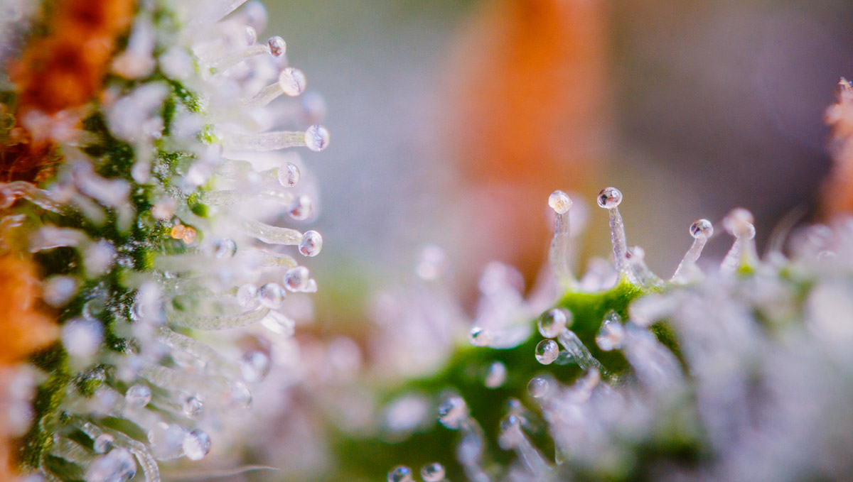 Pinene terpenes are developed in buds' trichomes. Pinene terpenes are developed in buds' trichomes.