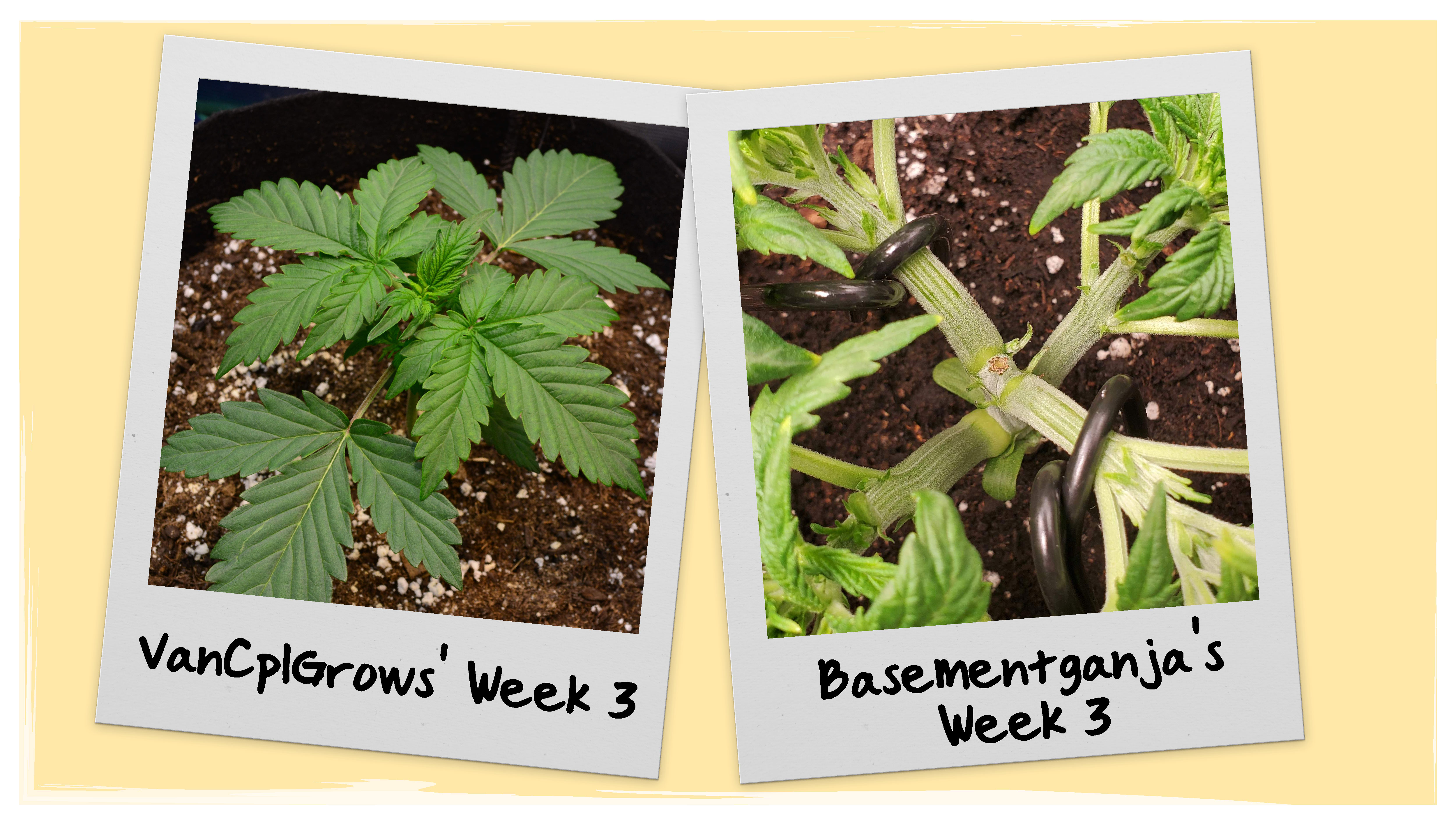 Wedding Cheesecake Progress - Week 3 Wedding Cheesecake Progress - Week 3