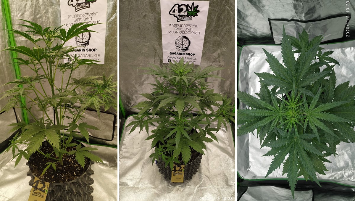 Sour diesel auto guide: week 4 Sour diesel auto guide: week 4