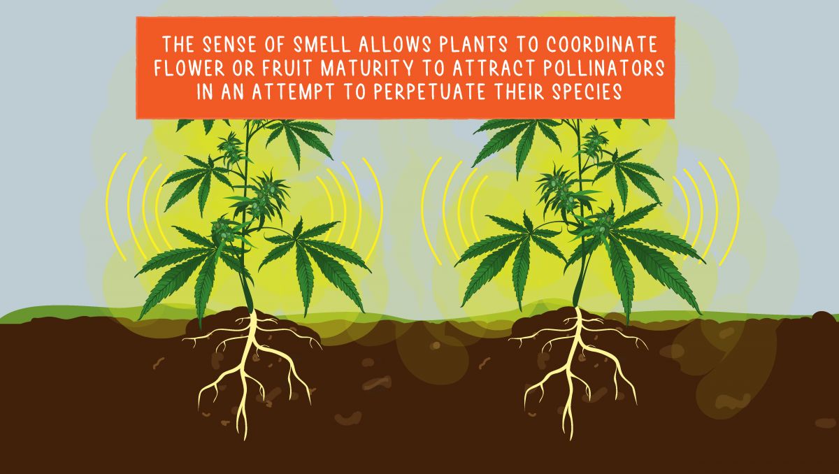 Can cannabis plants think?: smell Can cannabis plants think?: smell