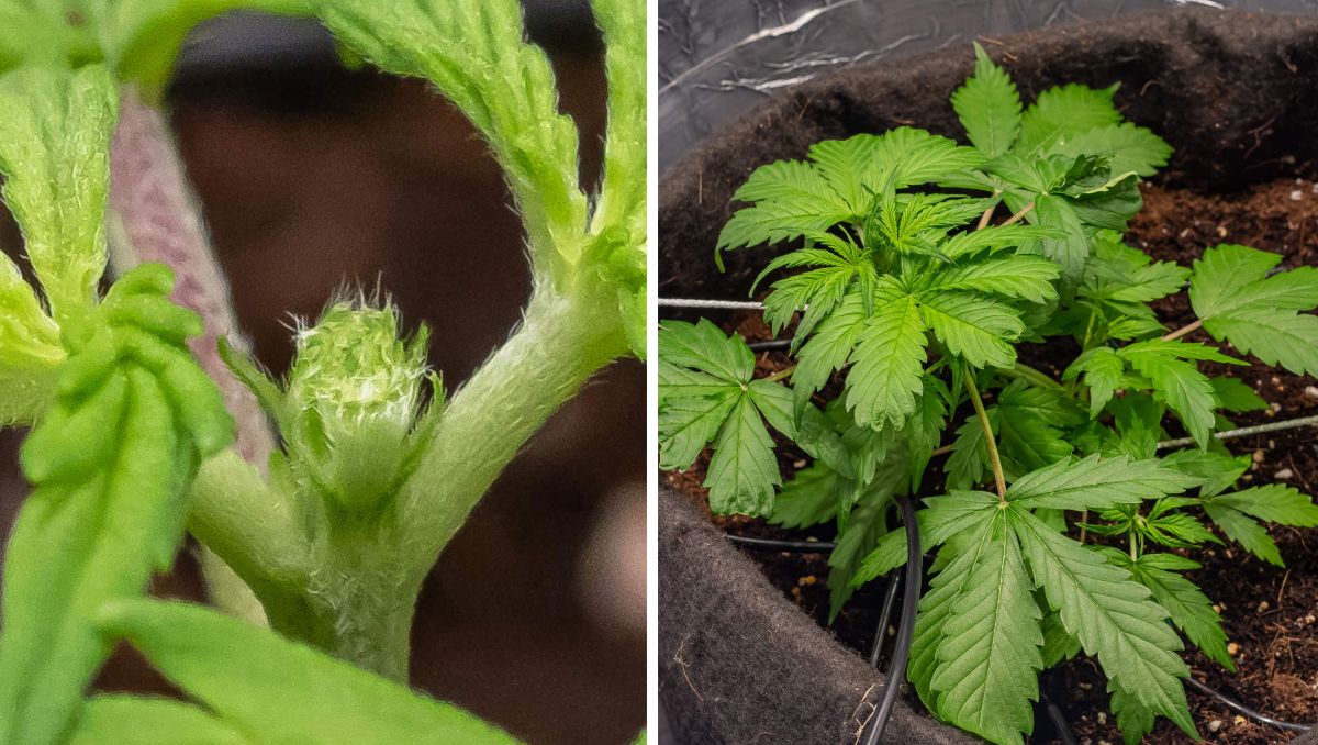 Gorilla Cookies Auto Cannabis Strain Week-by-Week Guide: FIM and LST