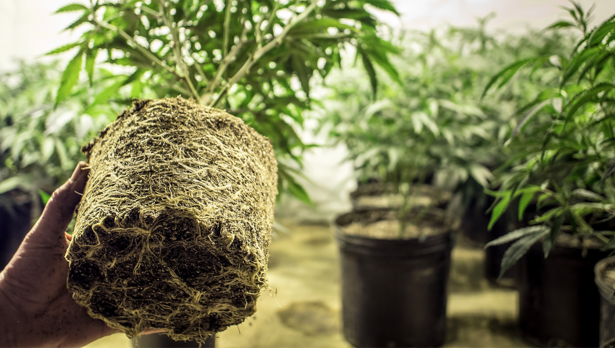 Hesi usage guide: root complex