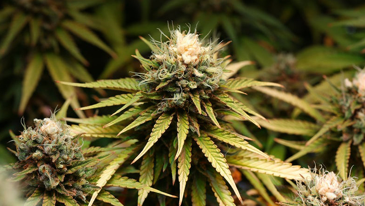 Light burn: bleaching Light burn: bleaching