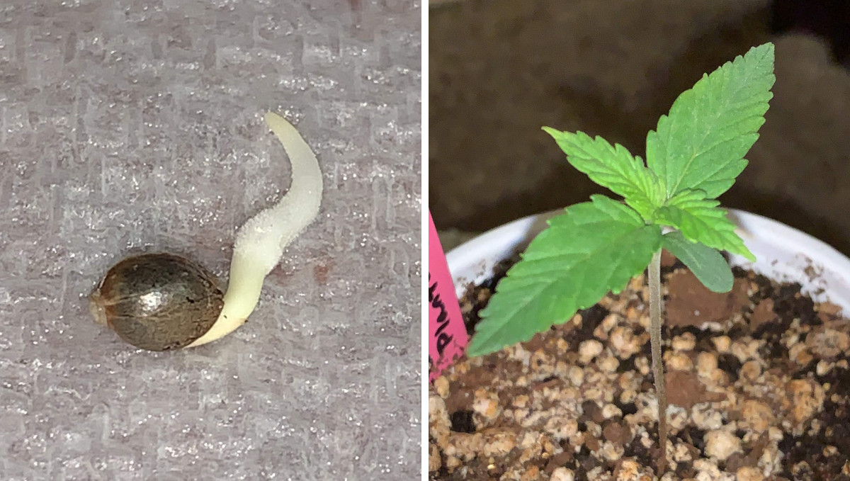 Gelato Auto Cannabis Strain Week-by-Week Guide: A seed showing a tap root and a week-old marijuana seedling Gelato Auto Cannabis Strain Week-by-Week Guide: A seed showing a tap root and a week-old marijuana seedling