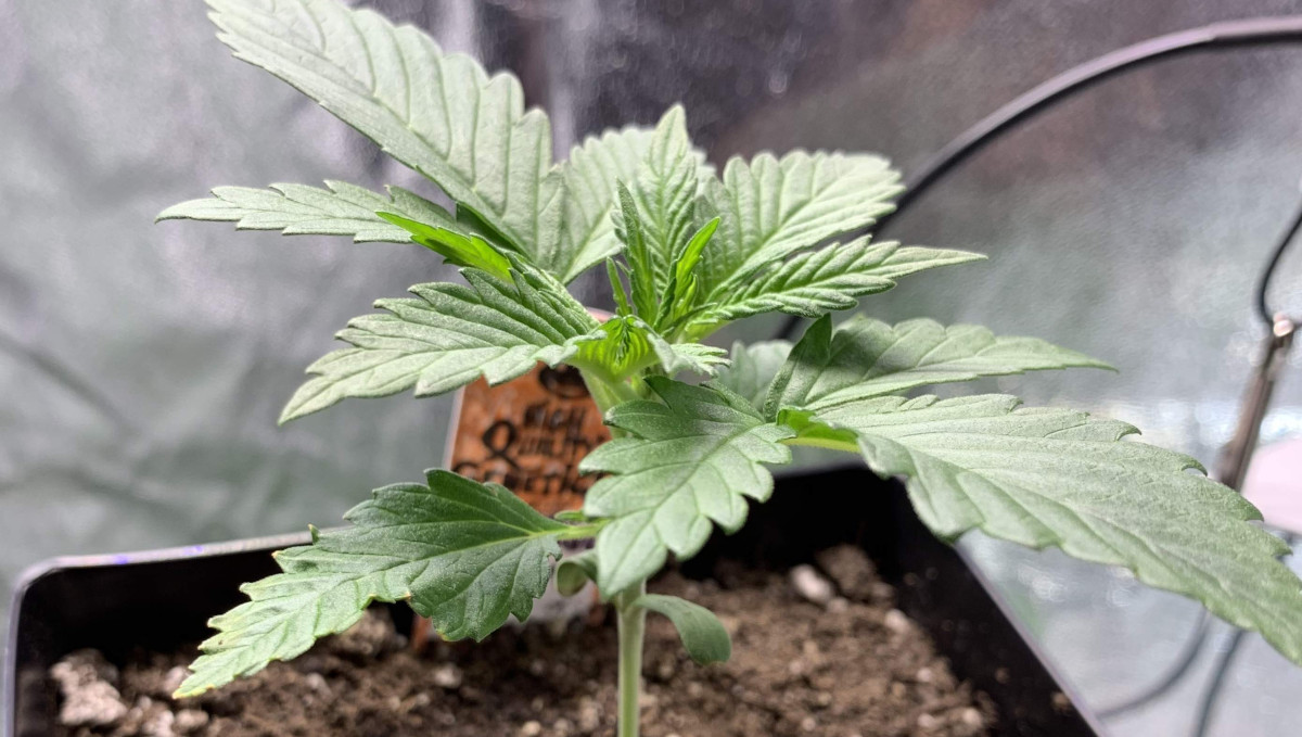 Orange Sherbet Auto Cannabis Strain Week-by-Week Guide: A healthy perky marijuana seedling Orange Sherbet Auto Cannabis Strain Week-by-Week Guide: A healthy perky marijuana seedling