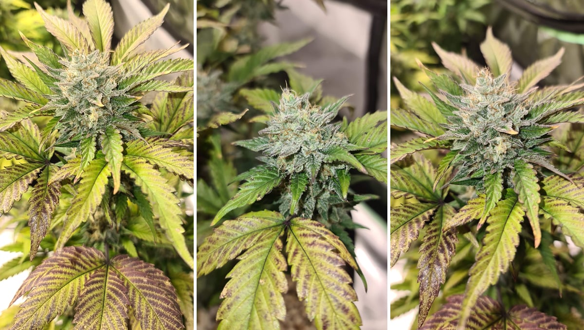 Top 5 highest THC auto: gorilla cookies Top 5 highest THC auto: gorilla cookies