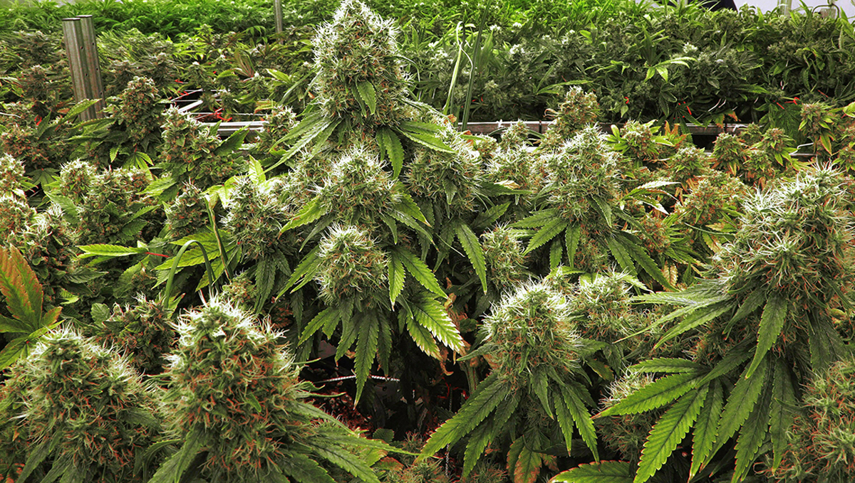 What are synthetic pgrs: why are they used?
