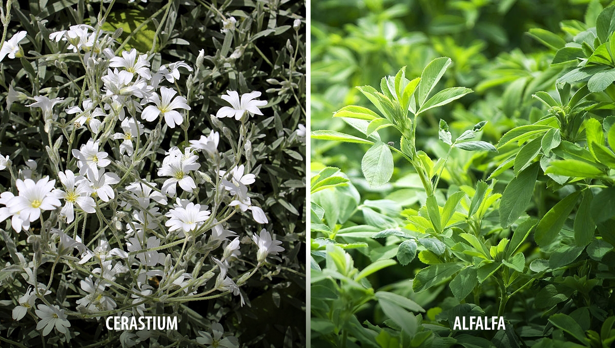 Plantas companheiras para cannabis: culturas de cobertura  Plantas companheiras para cannabis: culturas de cobertura