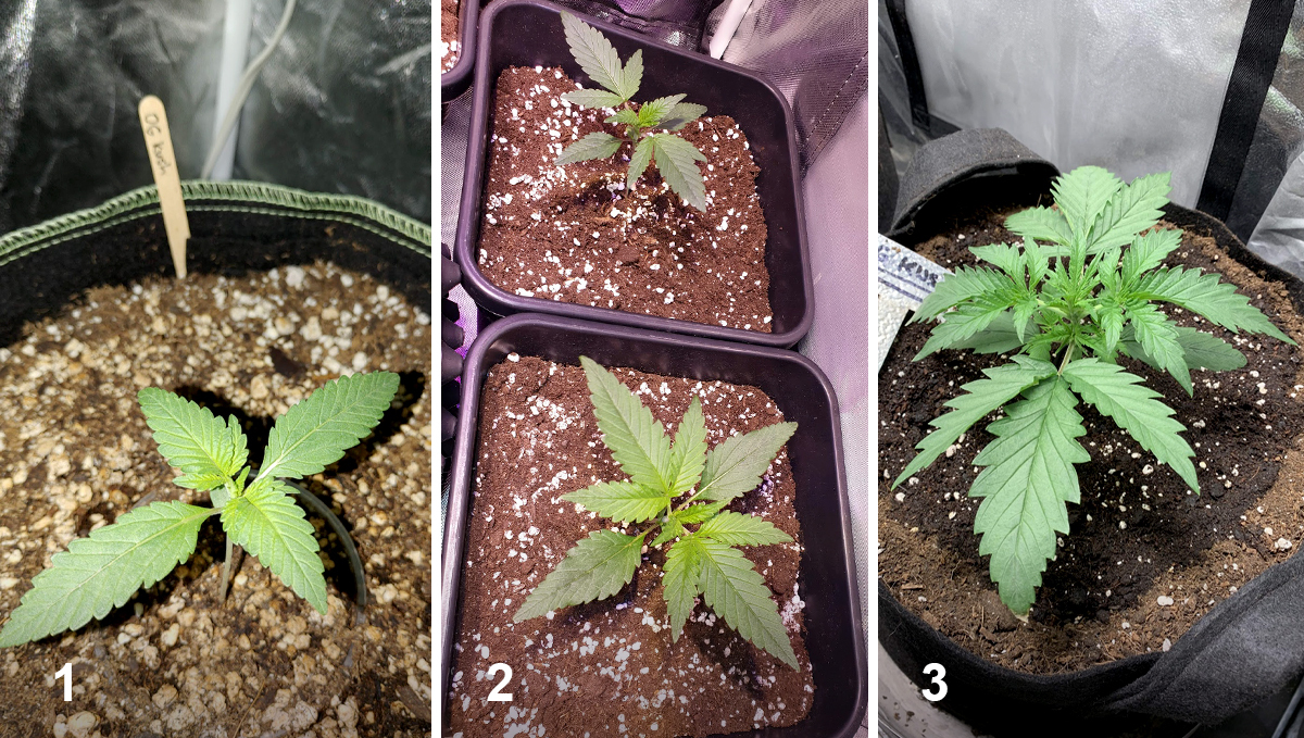 OG Kush Auto: week 2 OG Kush Auto: week 2