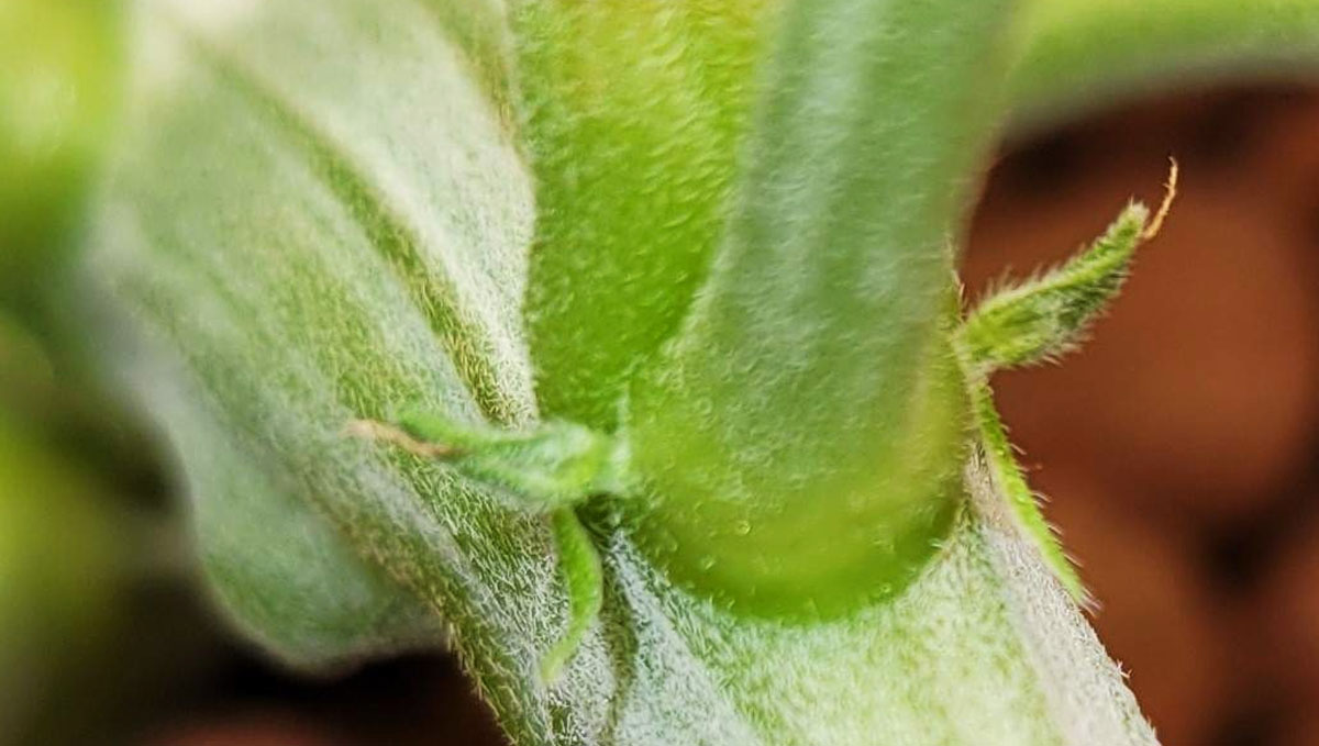 Gorilla Cookies Auto Cannabis Strain Week-by-Week Guide: Preflowers at the nodes