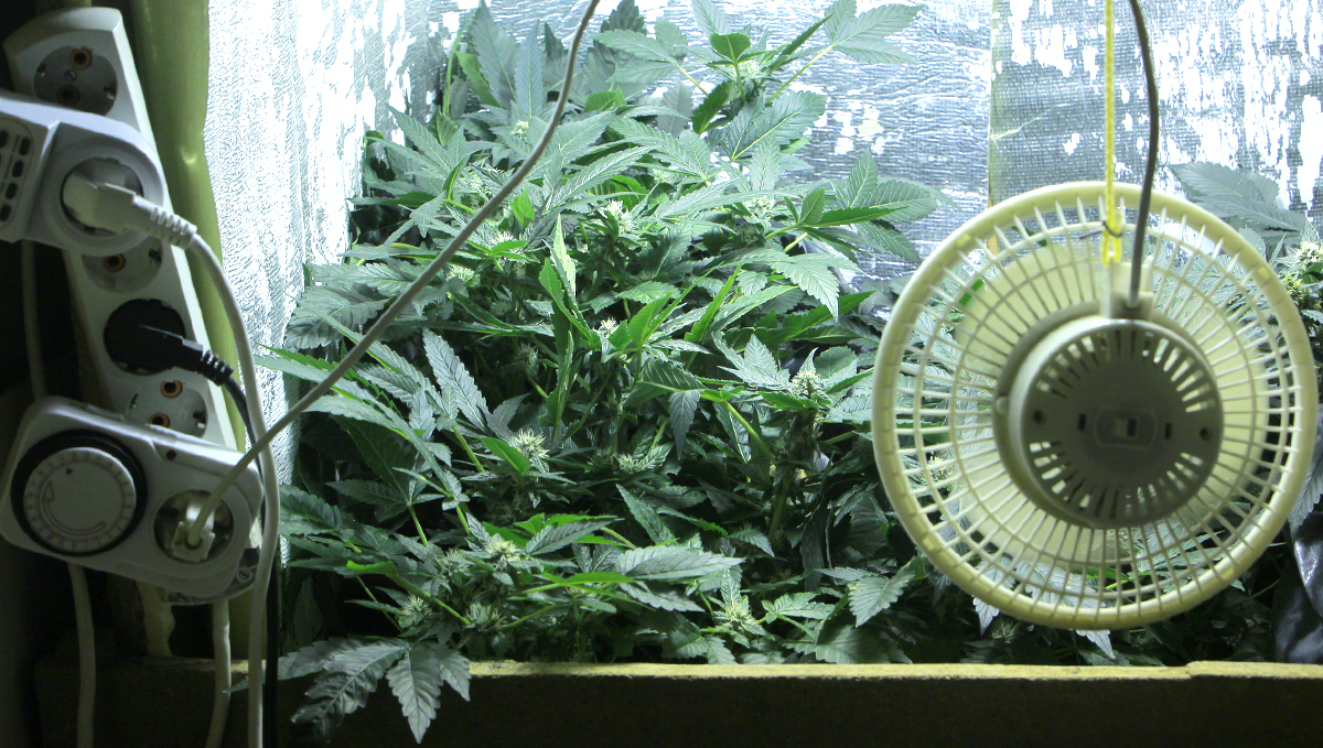 Light burn: air circulation Light burn: air circulation