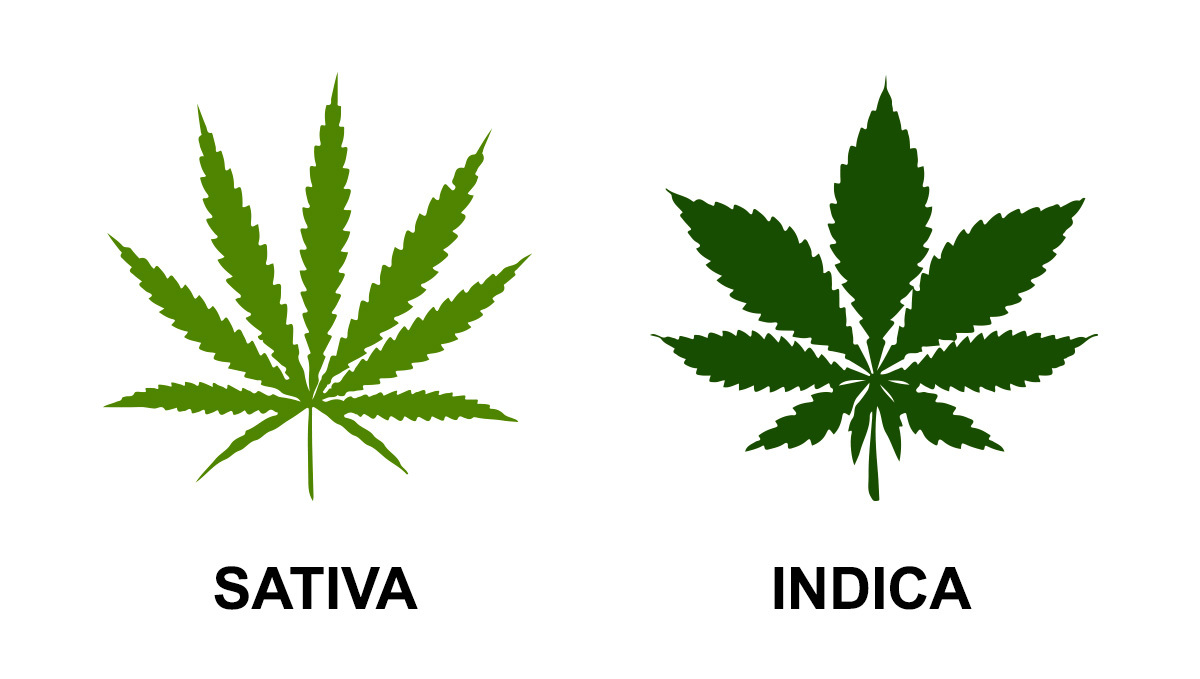 Sativa and Indica leaves