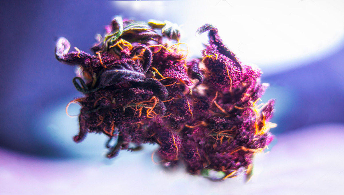 How do i turn my buds purple: difference between green and purple buds How do i turn my buds purple: difference between green and purple buds