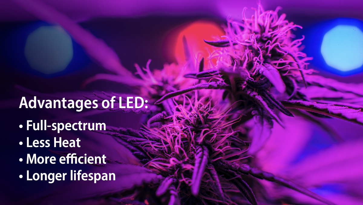 Grow Autoflowers with LEDs: advantages Grow Autoflowers with LEDs: advantages