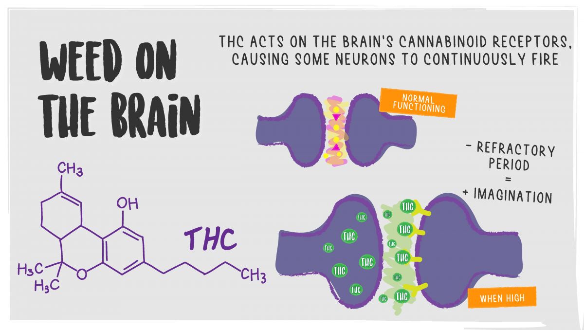 The effects of mixing alcohol and cannabis: the effects of cannabis on the brain