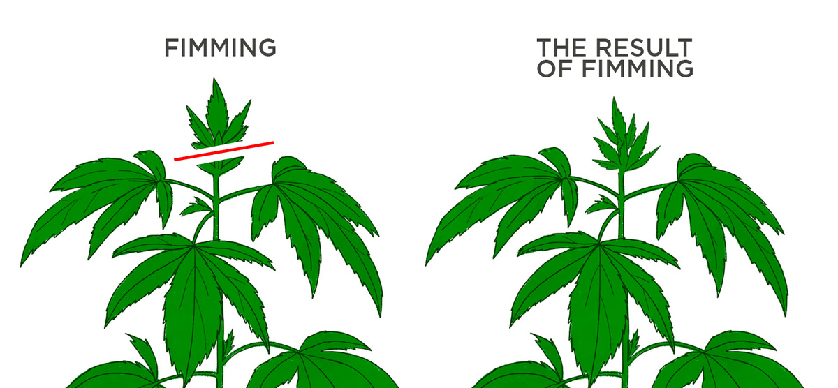 What is fimming cannabis