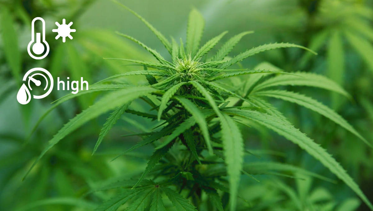 Characteristics of Sativa