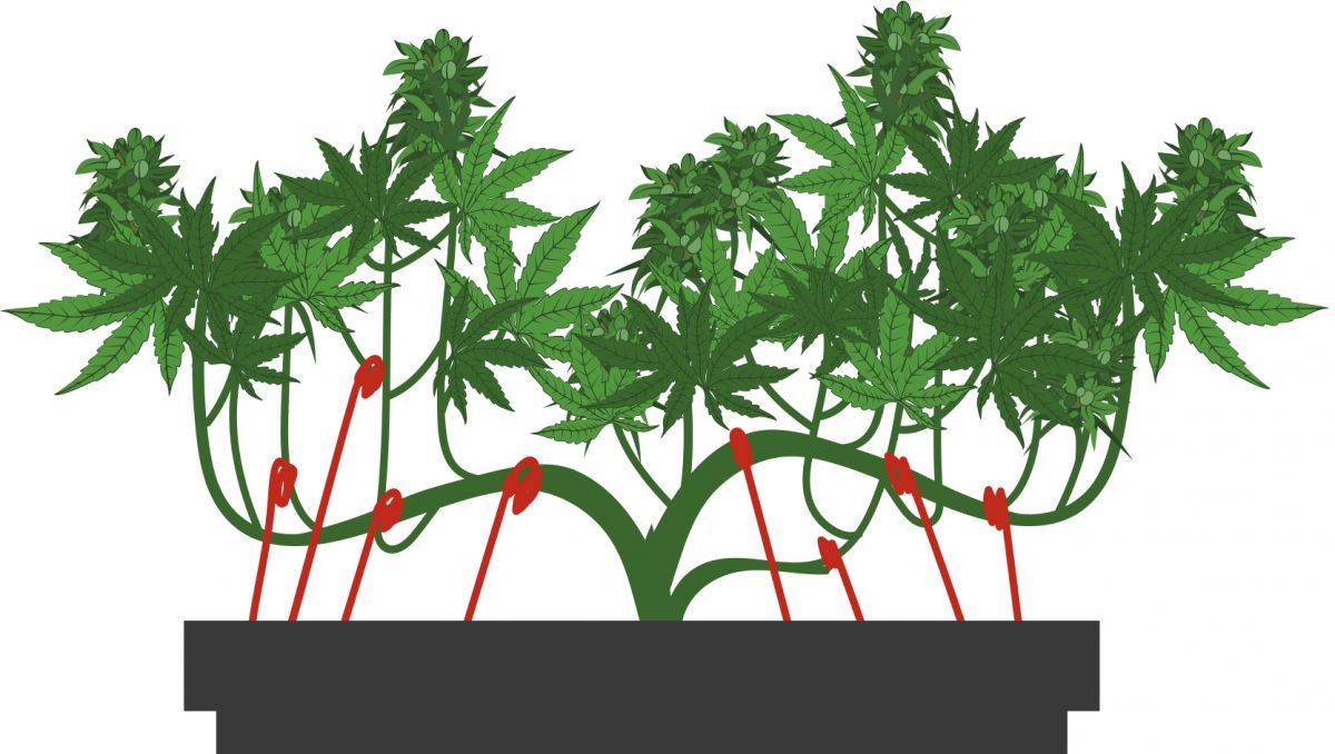 The tie-down method: step 4 The tie-down method: step 4