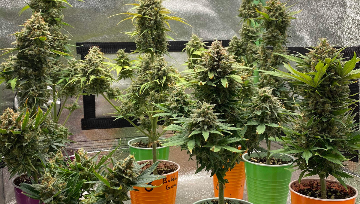 Strain History: AK-47 Auto Ready To Be Harvested Strain History: AK-47 Auto Ready To Be Harvested