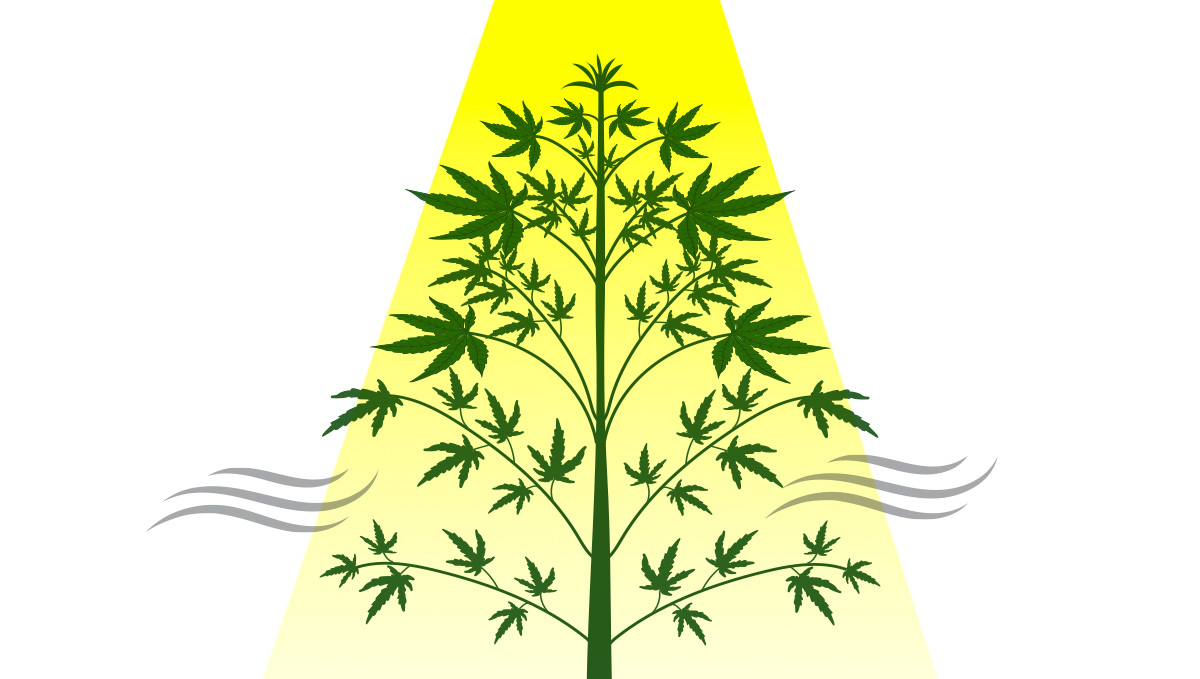 How To Increase Yields: Defoliation objective How To Increase Yields: Defoliation objective