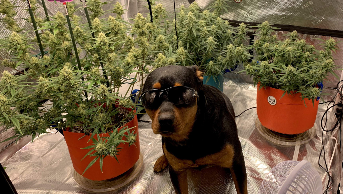 Gelato Auto Cannabis Strain Week-by-Week Guide: A dog posing in a grow tent with 3 flowering cannabis plants Gelato Auto Cannabis Strain Week-by-Week Guide: A dog posing in a grow tent with 3 flowering cannabis plants