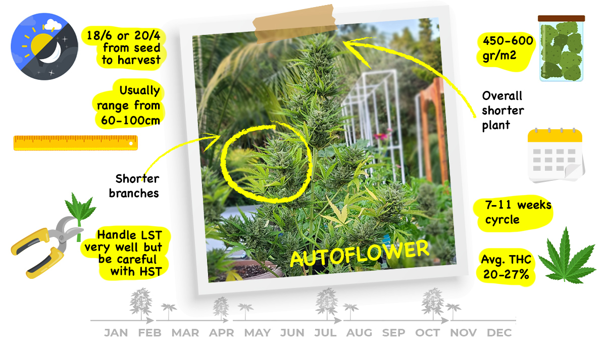 Was sind Autoflowering Cannabispflanzen? Was sind Autoflowering Cannabispflanzen?