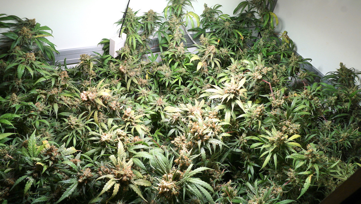 Light burn: signs Light burn: signs