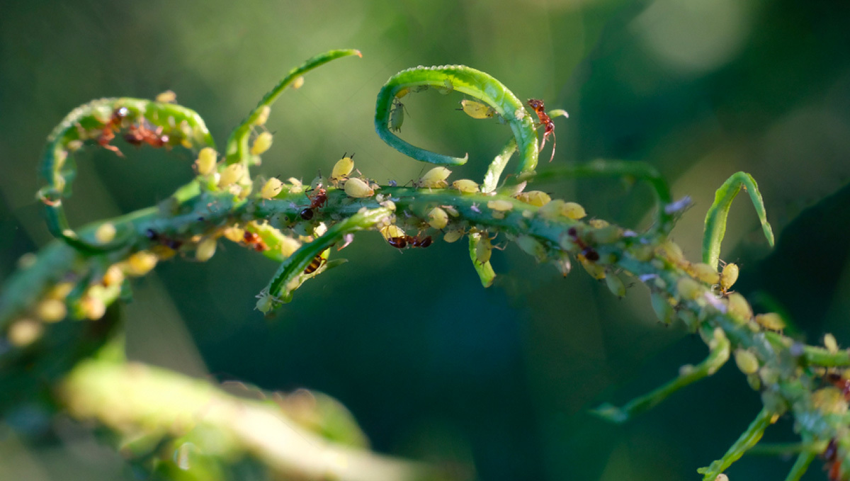 Nejčastější škůdci konopí: Poškození mšicemi