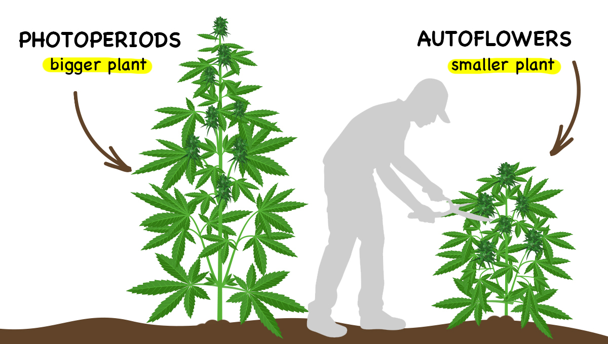 Photoperiods vs Autoflowers: Größe Photoperiods vs Autoflowers: Größe