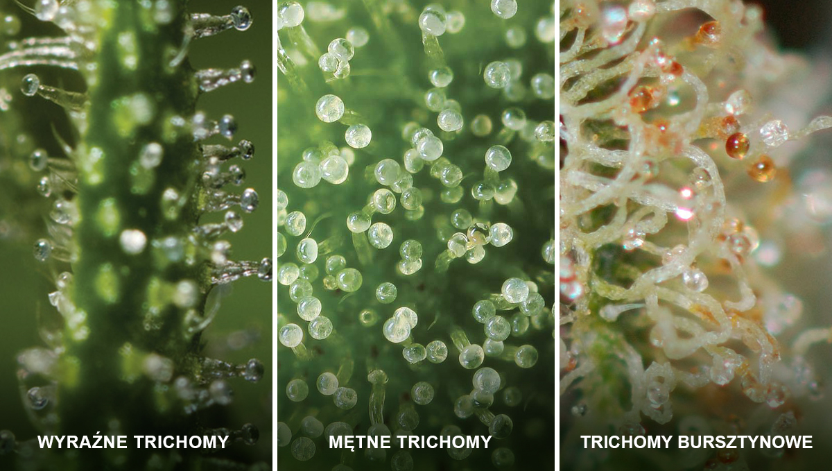 Autoflowering Cannabis: states of the trichomes