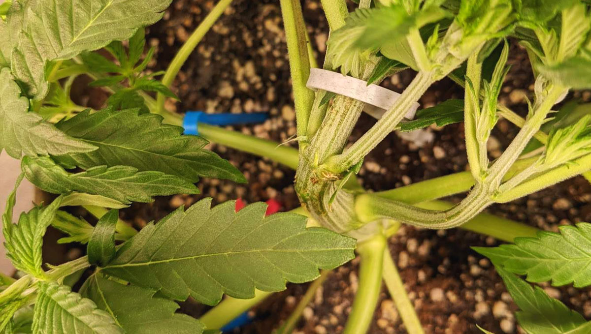 Gorilla Cookies Auto Cannabis Strain Week-by-Week Guide: Stem broken during LST