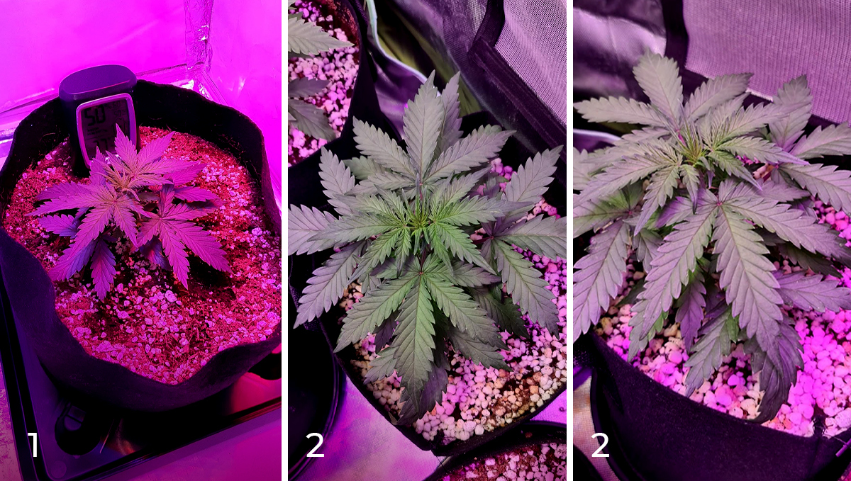 Chemdawg auto guide: week 3 Chemdawg auto guide: week 3