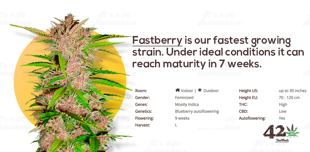 Fast Buds Fastberry