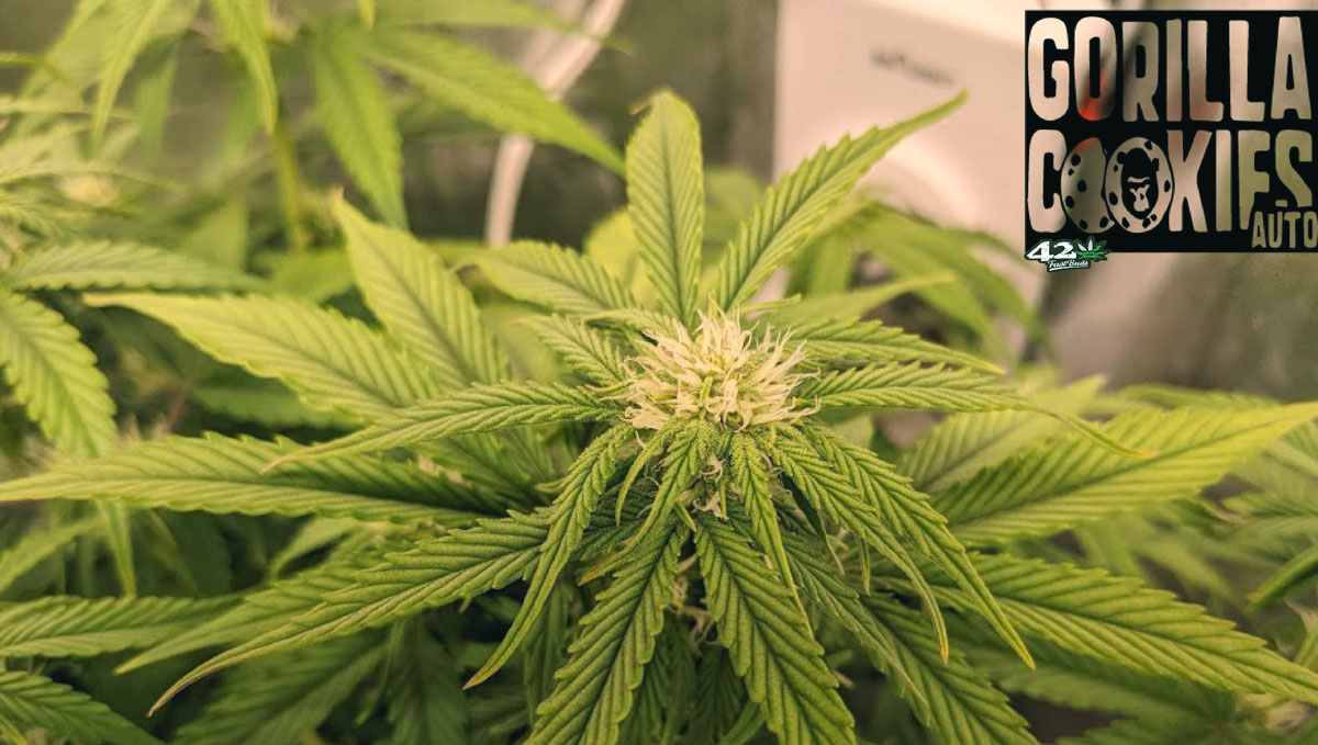 Gorilla Cookies Auto Cannabis Strain Week-by-Week Guide: Nice young buds