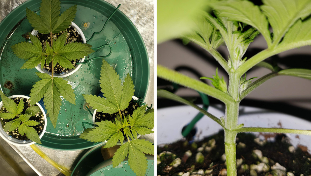 Strawberry Pie Auto Cannabis Strain Week-by-Week Guide: 2-weeks old cannabis seedlings and a macro shot of their nodes