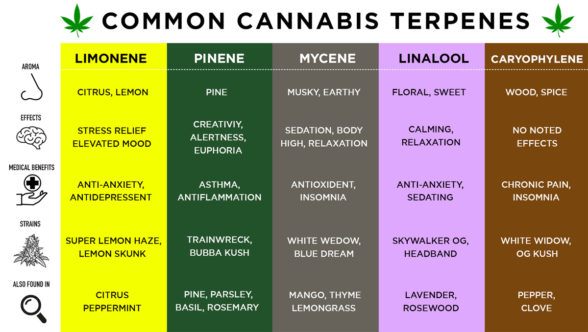 What is Humulene and What Does it Do?: Common terpenes