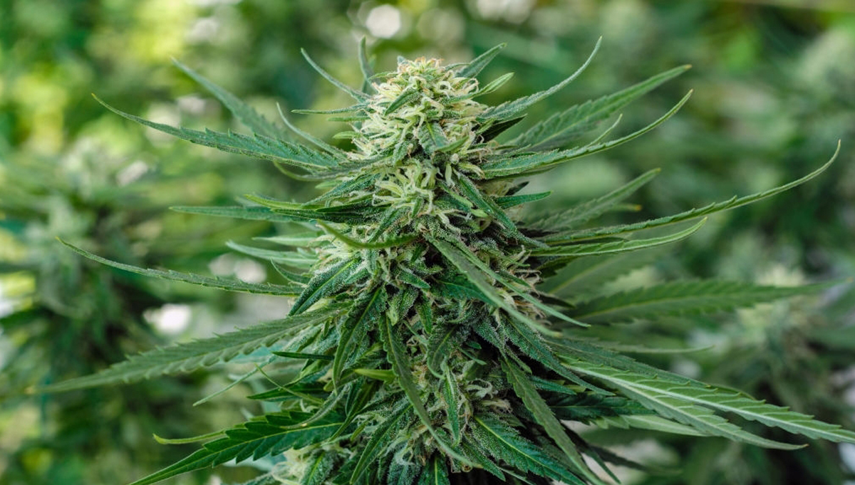 So erzielst du fette Cannabis Erträge: Tipps