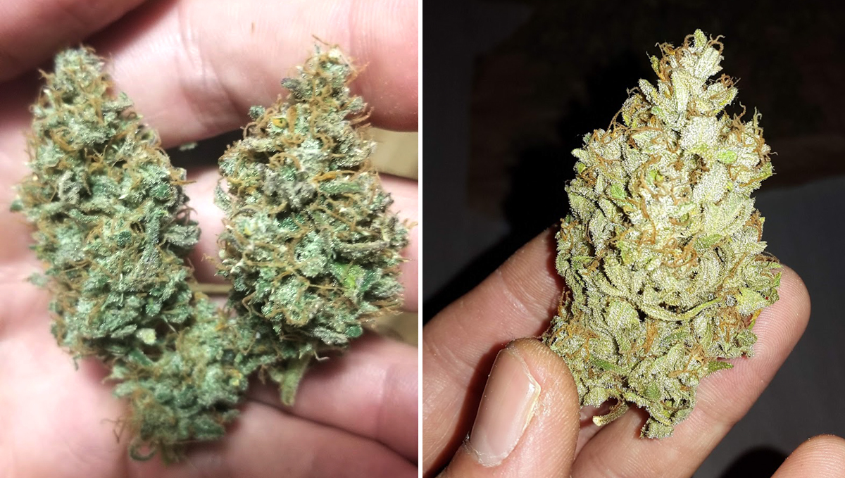 Sour diesel auto guide: buds after harvest Sour diesel auto guide: buds after harvest