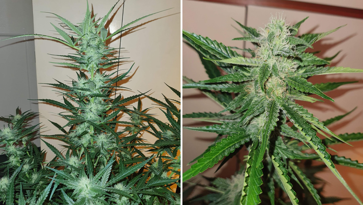 Cheese Auto: week 7 Cheese Auto: week 7