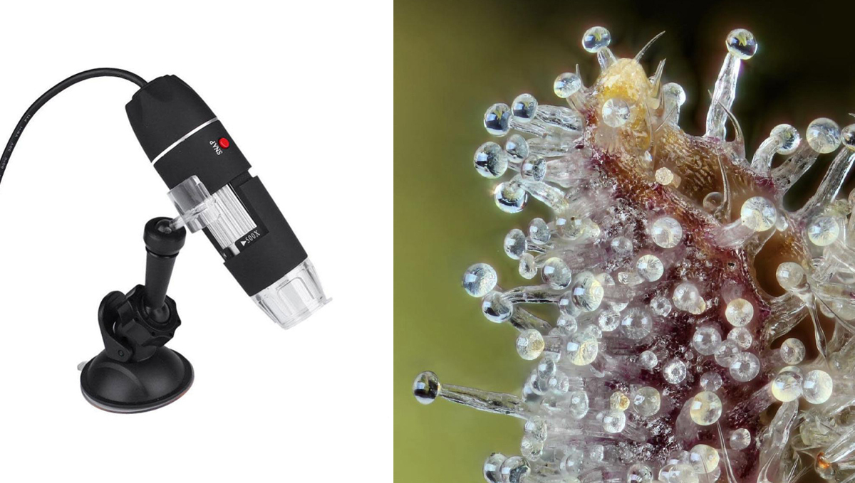 Top 8 growing gadgets: digital magnifier