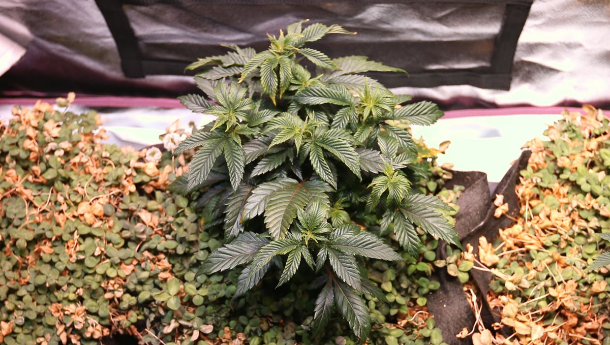 No-till cannabis guide: pruning No-till cannabis guide: pruning