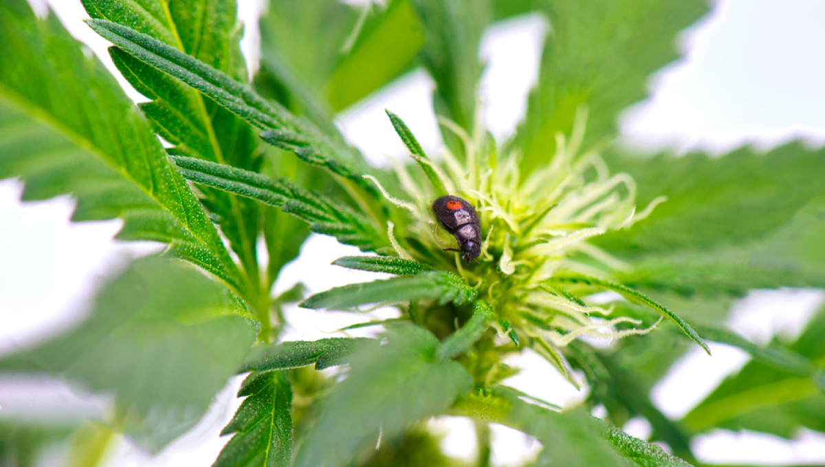 Protect Cannabis Outdoors: beneficial bugs Protect Cannabis Outdoors: beneficial bugs