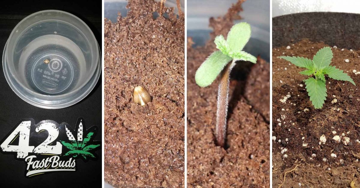 White Widow Auto guide: week 1 White Widow Auto guide: week 1