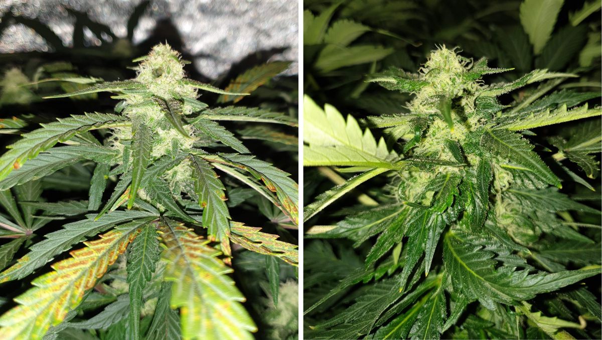 Orange Sherbet Auto Cannabis Strain Week-by-Week Guide: A fat marijuana cola and some deficiency on upper fan leaves Orange Sherbet Auto Cannabis Strain Week-by-Week Guide: A fat marijuana cola and some deficiency on upper fan leaves