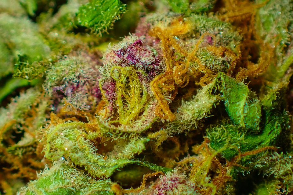 fastbuds bud close up