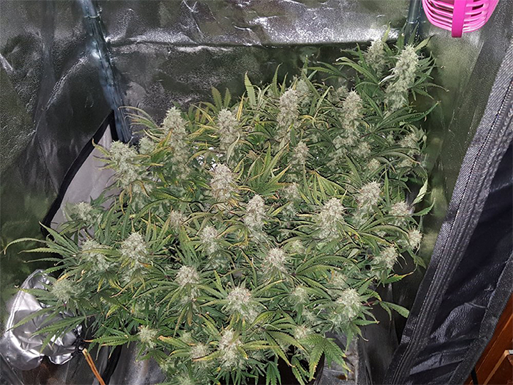 Fast Buds Grapefruit Autoflower Feminised Cannabis Seeds