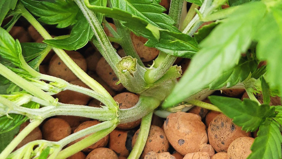 Gorilla Cookies Auto Cannabis Strain Week-by-Week Guide: Another broken stem