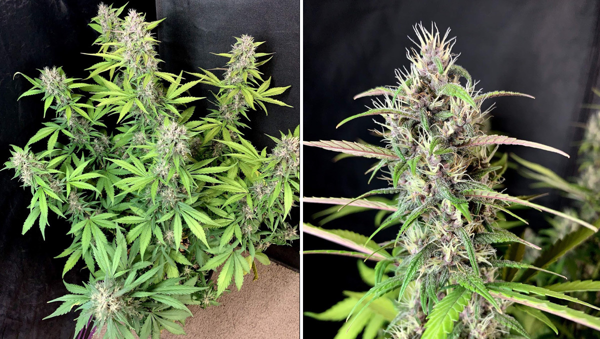 Basics of growing autos in soil: week 7 Basics of growing autos in soil: week 7